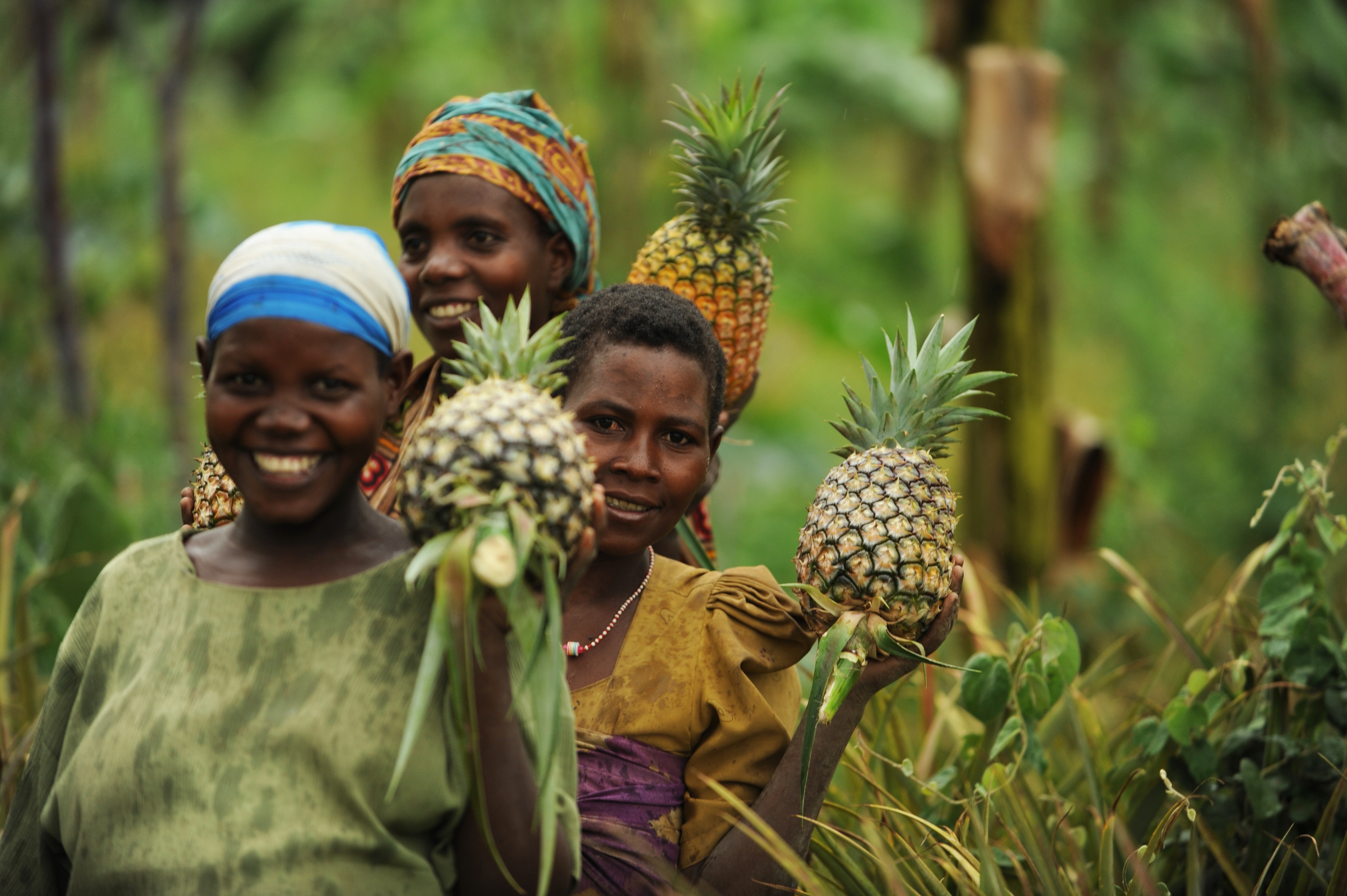 Frauenprojekt Ananas Ernte