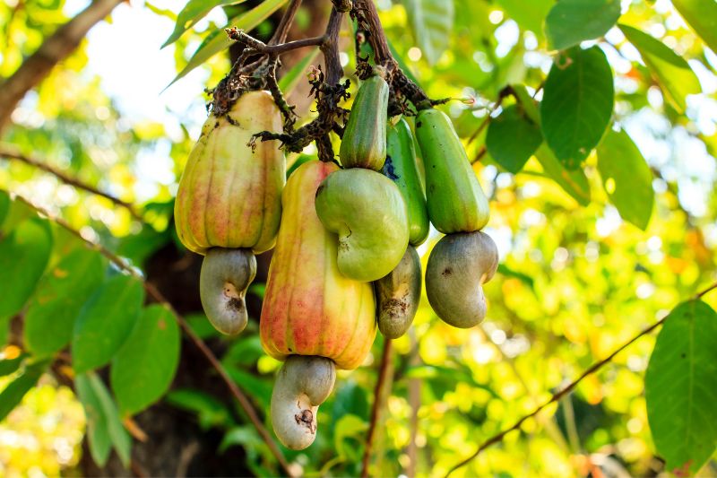 cashew-frucht-am-baum